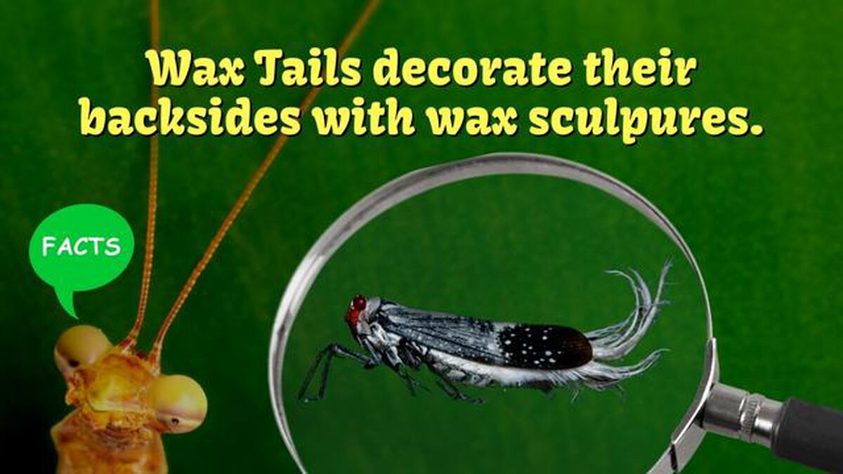Amazing Animals: Bug Edition image number null